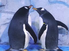 -芜湖新华联大白鲸海洋公园