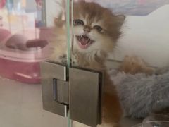 -糯米喵星人总部直营旗舰店·猫舍·幼猫出售