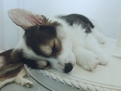 -Let's go狗咖·猫咖·奶狗·桌游(春熙路IFS店)