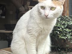 -和顺古镇