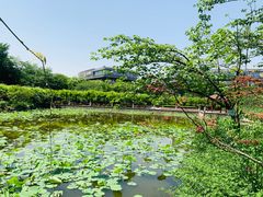 -嘉定紫藤园