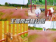-王借岗森林公园