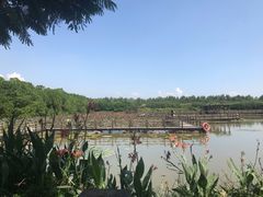 -大湾区中央湿地公园