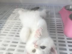 -lincat·猫舍(广州店)