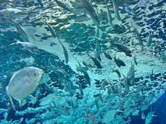 -上海海洋水族馆