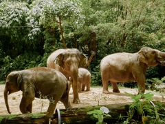 -广州长隆野生动物世界