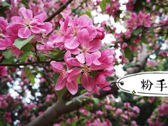-海棠花溪(元大都城垣遗址公园)