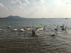 -烟墩角天鹅湖
