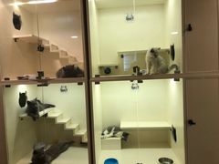 -十年猫舍·猫咪专门店(普陀店)