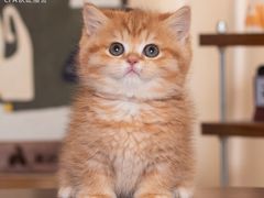 -小猫来了·猫舍(红山六九七九店)