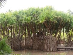 -中国科学院西双版纳热带植物园