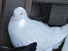 -上海野生动物园