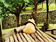 -都江堰中华大熊猫苑
