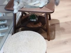 -瞄一喵猫咖(格力海岸店)