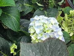 -石家庄市植物园