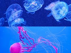 -大连老虎滩海洋公园