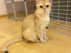 -猫咪派对(江南西店)