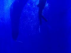 -多彩贵州城极地海洋世界