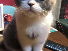 -猫色咖啡·猫咖