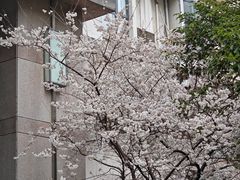 -新湖明珠城