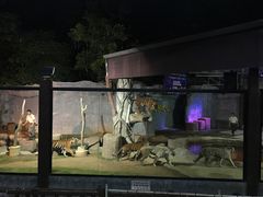 -清迈夜间动物园