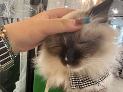 -共舞时光猫咖·狗咖(新街口店)