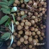 充满爱意的天然有机龙眼