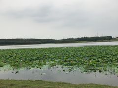 -丁香湖公园