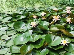 -艾溪湖湿地公园