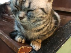 -李小姐の猫咖啡馆(五角场店)