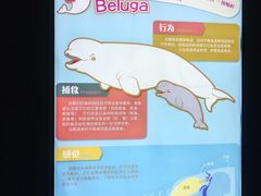 -上海海昌海洋公园-冰山北极馆