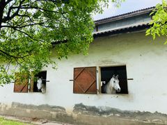 -松声马术俱乐部