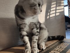 -蓝鲸·缅因猫舍