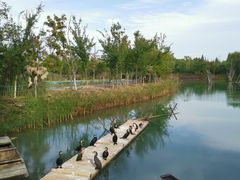 -泗洪洪泽湖湿地景区