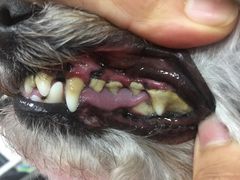 -宠福鑫康馨动物医院·骨科·眼科