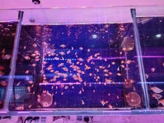 -青石桥花鸟鱼虫市场(叠翠城店)