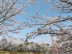 -顾村公园