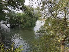-大湾区中央湿地公园
