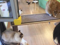 -MOYOYO猫咪咖啡店