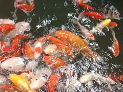 -南宫五洲植物乐园