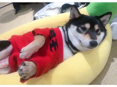 -逗柴咖啡屋·狗咖猫咖宠物桌游
