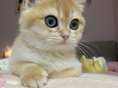 -Bastet sally猫舍购宠(静安店)