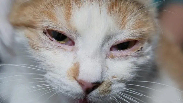 又称"猫鼻支",是由猫疱疹病毒感染引起的上呼吸道急性传染病,主要症状
