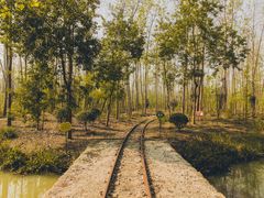 -合肥滨湖国家森林公园