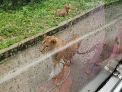 -熊猫主题餐厅