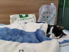 -爱侣宠医·鹦鹉专科·小型哺乳类·异宠专科(灵石路店)