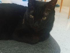 -喵园·猫主题咖啡厅·撸猫·猫咖(国贸店)