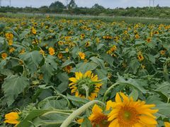 -桤木河湿地公园