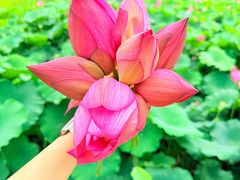 -陈家山荷花公园