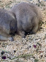 -卡通尼·Safari非洲探索乐园·生日会(金桥国际商业广场店)